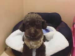 宠物寄养间-Oh My Dog宠物沙龙(伊珊娜皮毛护理店)