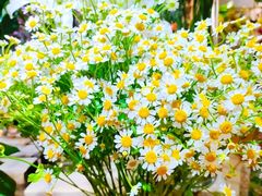 -缦云里花园餐厅