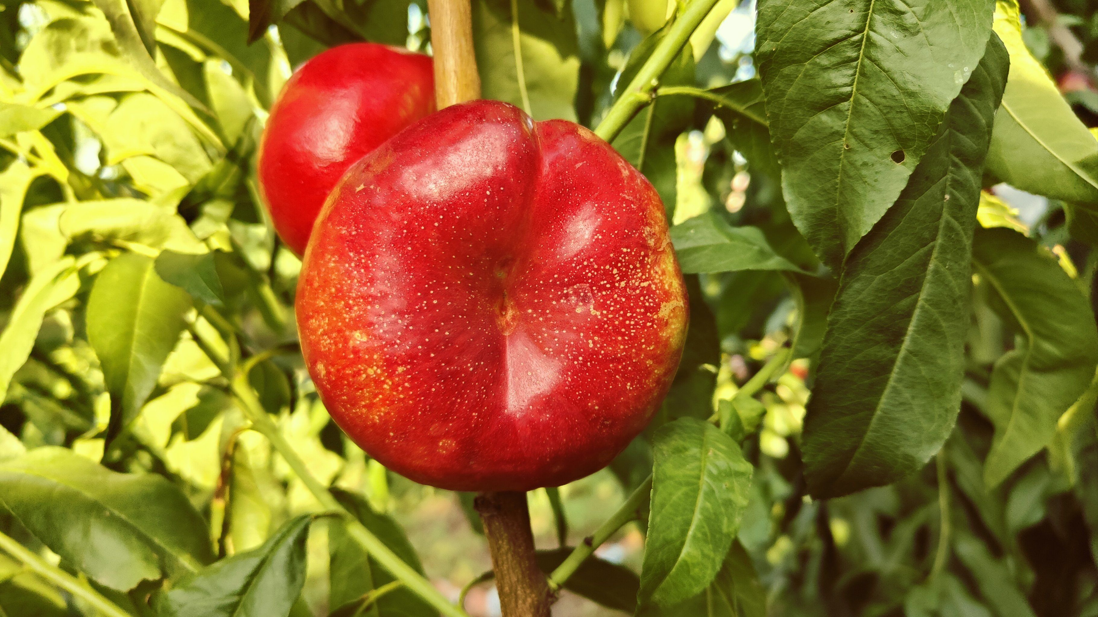 平谷大桃,鲜桃,还不快来尝尝?