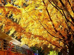 -三里屯东五街银杏大道