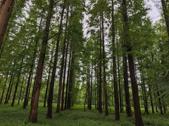 -黄海国家森林公园