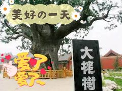 -大槐树寻根祭祖园