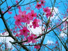-天适樱花悠乐园