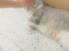 -猫域·湾主题猫咖·宠物吧(南坪城市广场店)