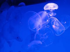 -沈阳海洋探索中心