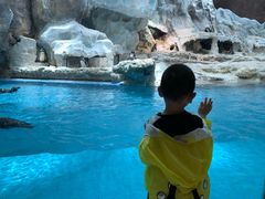 -帝企鹅自助餐厅•儿童岛•真企鹅(长隆企鹅酒店)