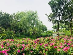 -鹅湖玫瑰文化园