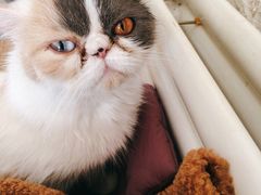 -平行世界·猫咖(首经贸店)