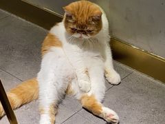 -飞行喵MR PILOT|猫舍·猫咖(静安大融城店)