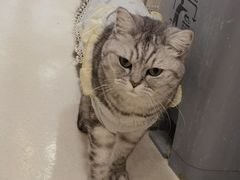 -共舞时光猫咖·狗咖(新街口店)
