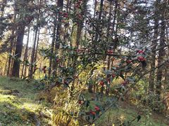 -武陵山森林公园