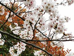 -高东镇樱花园