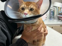 -乐琪宠物医院·犬猫专科·骨外科·急重症