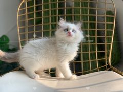 -喵zoo家庭繁育猫舍(尖东智能花园店)