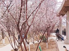 -桃花堤公园