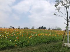 -紫颐香薰山谷景区