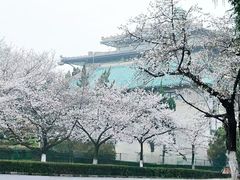 -武汉大学-樱园