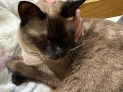 -藏猫猫咖啡主题馆(中央大道店)