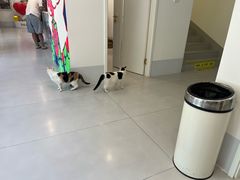 -喜多萌中农锦绣动物医院24H·猫科·牙科MRI·CT