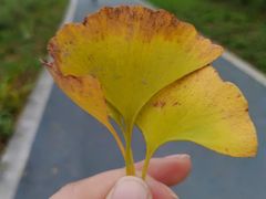 -昆山城市生态森林公园