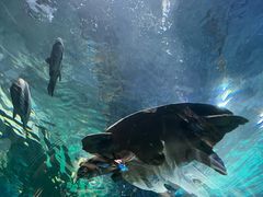 -上海海洋水族馆