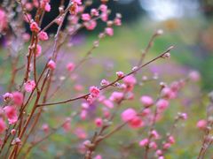 -南国桃园旅游度假区