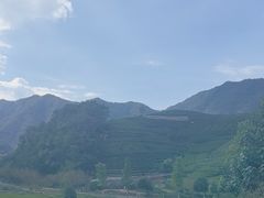 -龙坞茶村