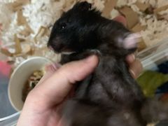 -钓仓鼠(洋桥北里小区店)