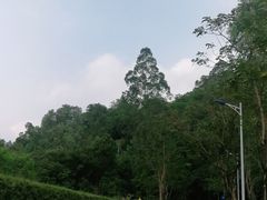 景点-火炉山森林公园