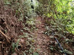 -黄埔油麻山森林公园