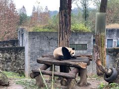 -都江堰中华大熊猫苑