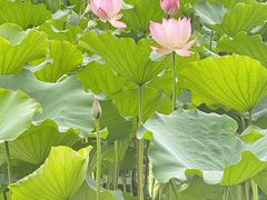 -莲花山公园