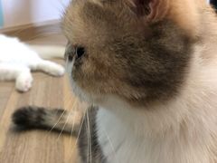 -酷豆宠物咖啡·宠物美食·撸猫馆