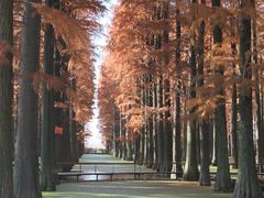 -渌洋湖湿地公园