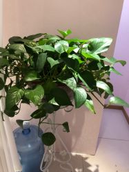 点击看大图 -薇兰专业脱毛连锁机构