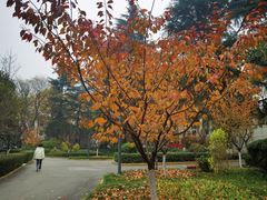 -西安交通大学(雁塔校区)