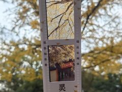 -灵谷景区