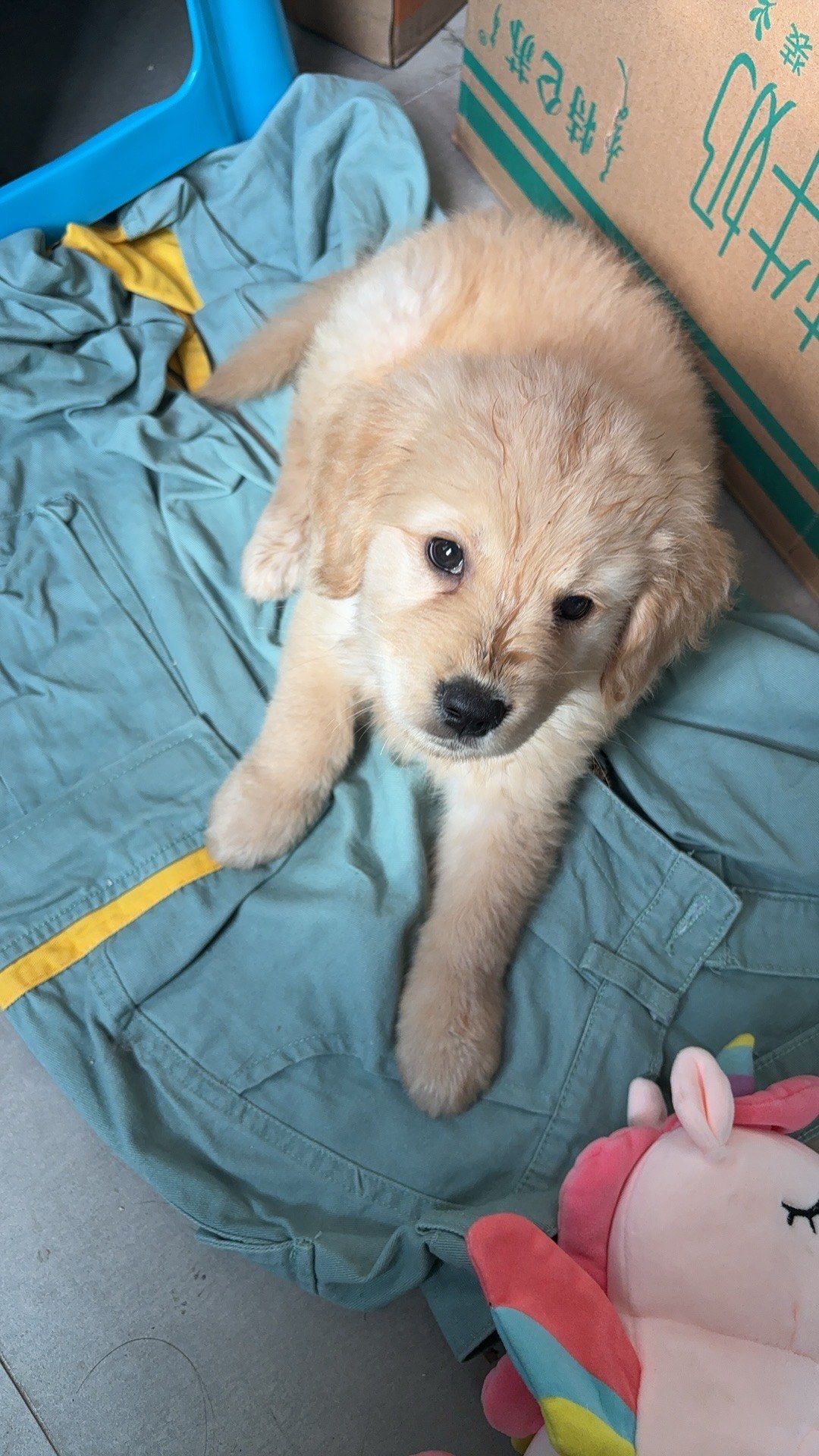 第一次养小狗 是金毛吗