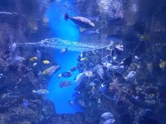 -烟台海昌鲸鲨海洋公园