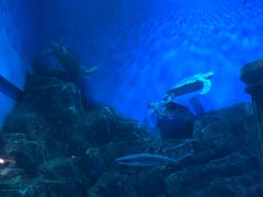 -芜湖新华联大白鲸海洋公园