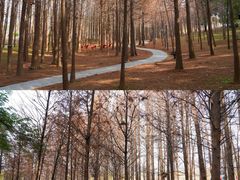 -森波拉火山温泉