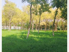 -大兴滨河森林公园