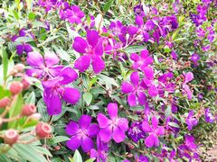 -南宁良凤江国家森林公园