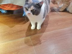 -有猫主题·治愈系猫咖(曾厝垵店)