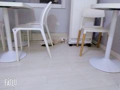 -喵的天空名猫咖啡馆·撸猫·猫舍·用品