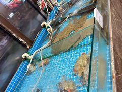 -渡海小渔村.老辈日照菜