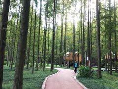 -黄海国家森林公园