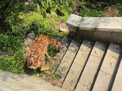 -大连森林动物园