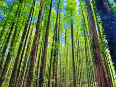 -山王坪喀斯特国家生态公园