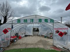 -喜杨洋草莓采摘园